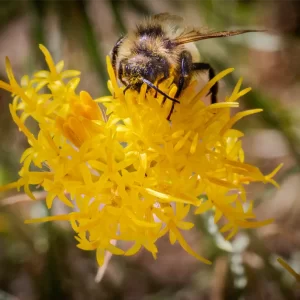 004 Bee on a Yellow Flower